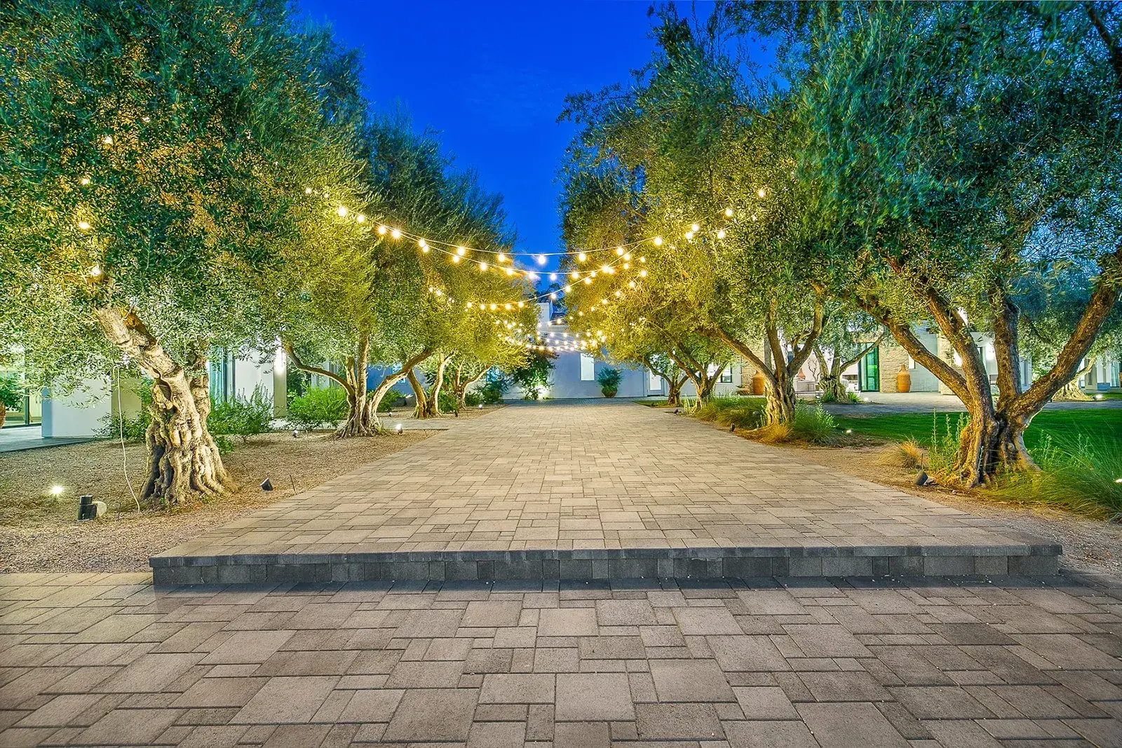 The olive-lined entry drive at Cache Estate